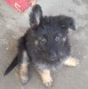 Немецкая овчарка, щенки 2 месяца